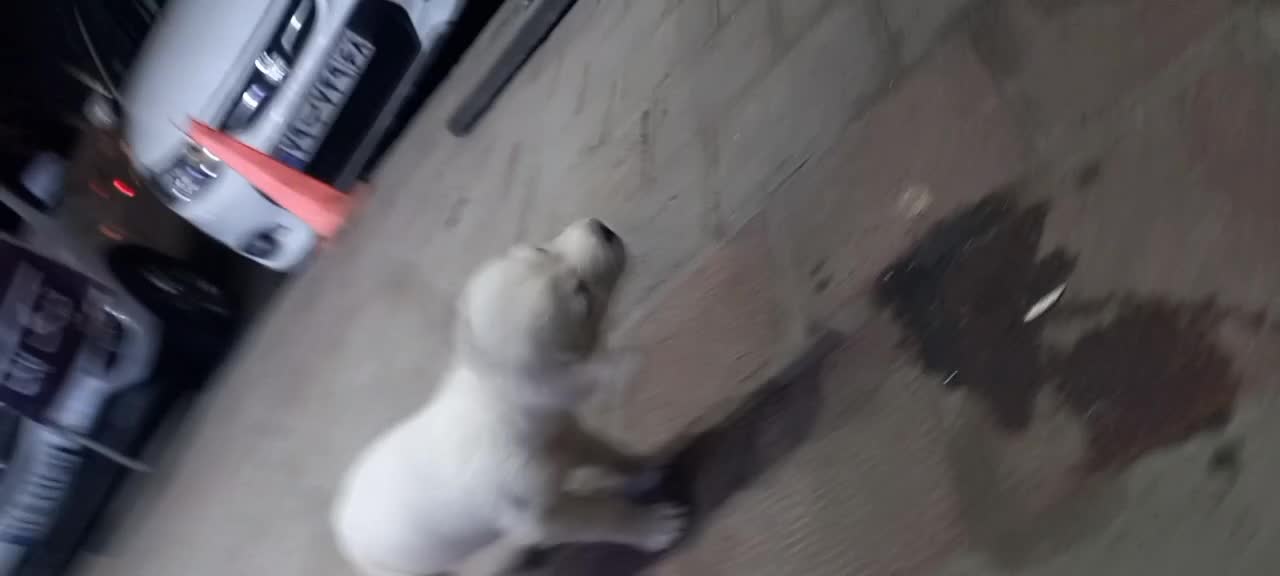 توله پاکوتاه پامر|سگ|لاهیجان, کوی آزادگان|دیوار