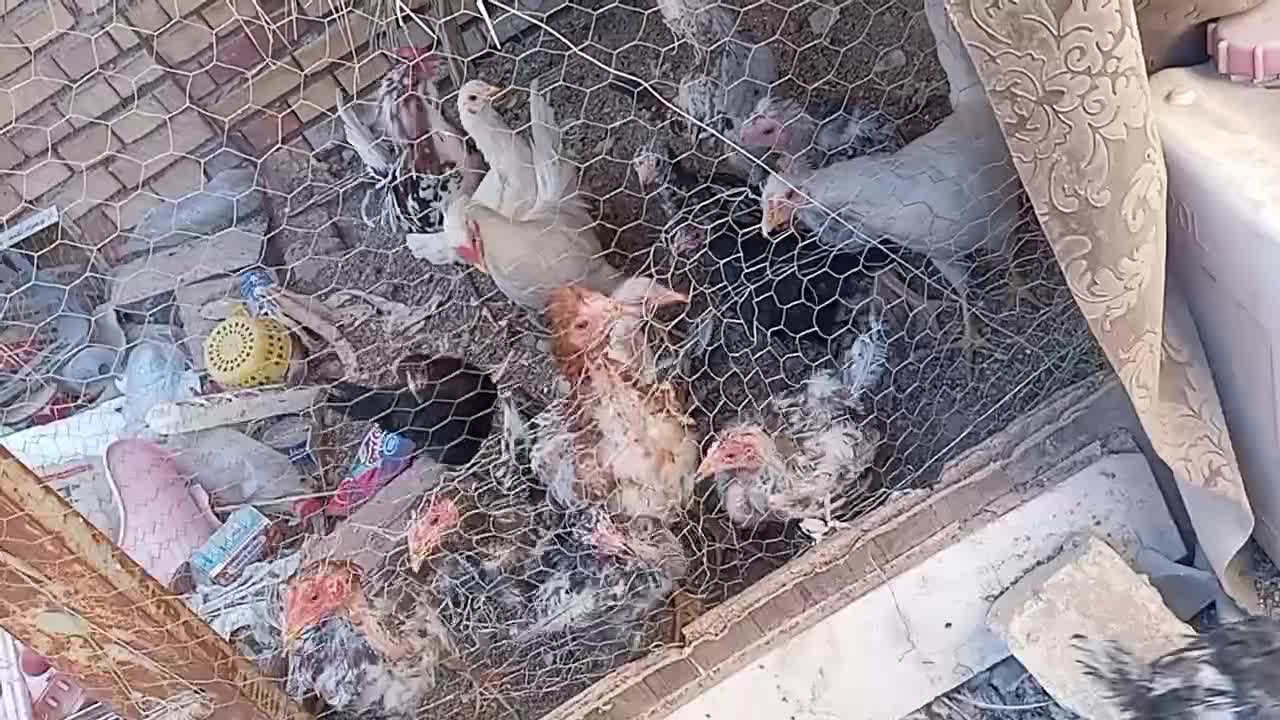 مرغ و خروس لاری و گلین|حیوانات مزرعه|رفسنجان, |دیوار