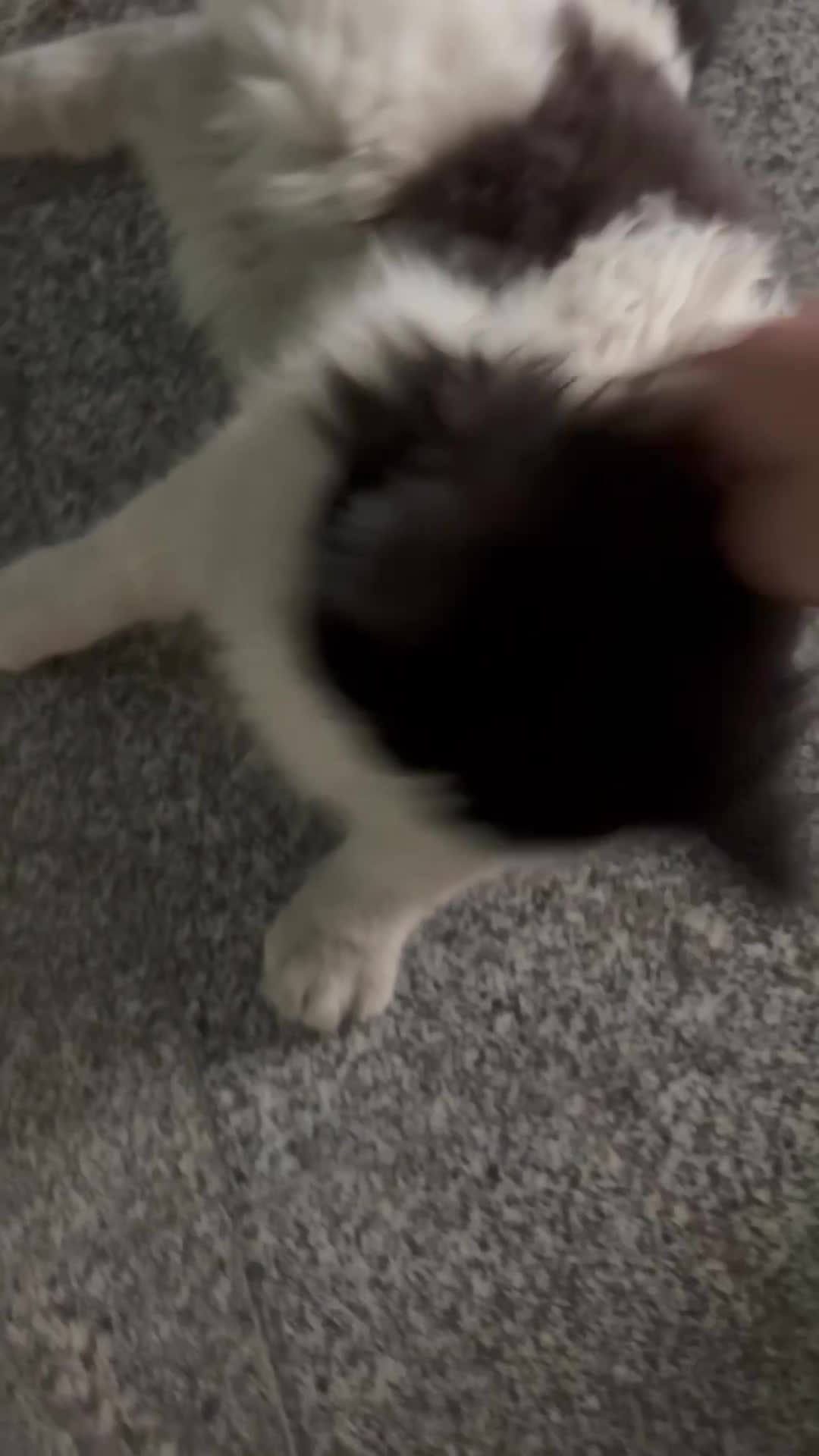 واگذاری گربه رایگان|گربه|تهران, سلسبیل شمالی|دیوار