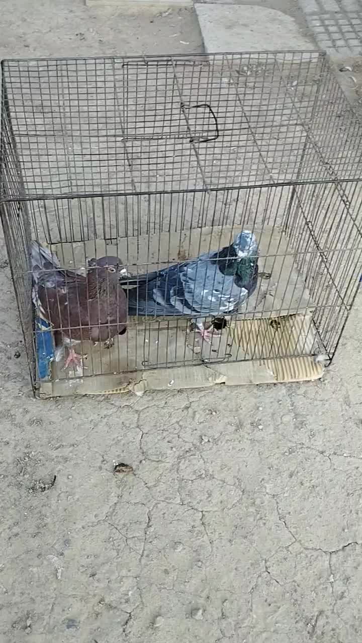 کبوتر|پرنده|نطنز, |دیوار