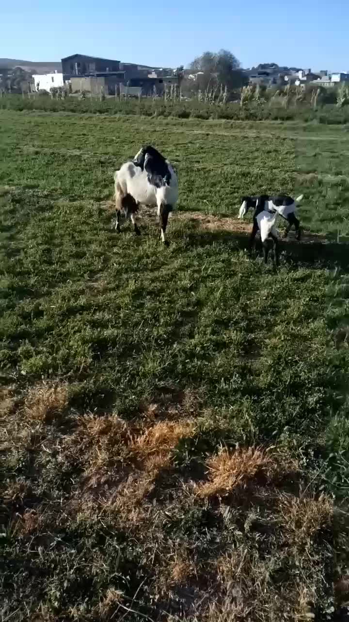 بز دوقلو|حیوانات مزرعه|بروجرد, |دیوار