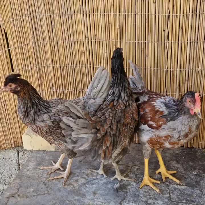 ست مرغ و خروس ویاندوت بلورد (۲ مرغ و ۱‌ خروس)|حیوانات مزرعه|خمینی‌شهر, |دیوار