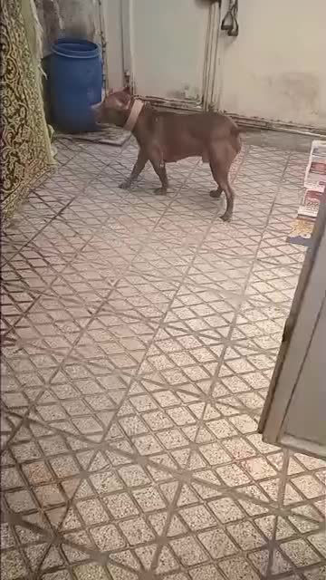 سگ بیت بول|سگ|تهران, هاشمی|دیوار