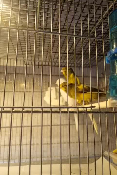 قناری رسمی بلند دم ۱۱ونیم تا ۱۲ونیم|پرنده|تهران, تهرانپارس غربی|دیوار