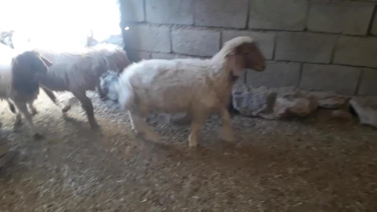 بره فروش|حیوانات مزرعه|آبدانان, |دیوار