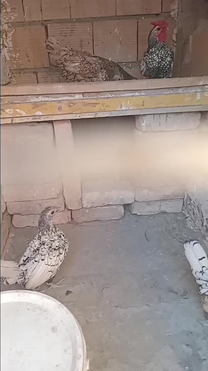 مرغ وخروس|حیوانات مزرعه|بهارستان, |دیوار