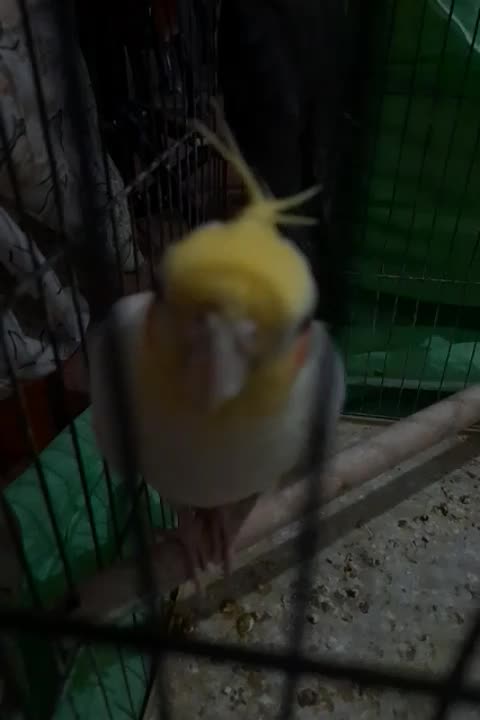 ۳ عروس هلندی با قفس|پرنده|ساری, |دیوار