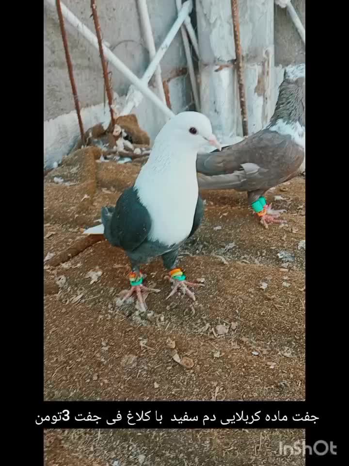 کلاغ دم سفید|پرنده|تربت جام, حافظ|دیوار