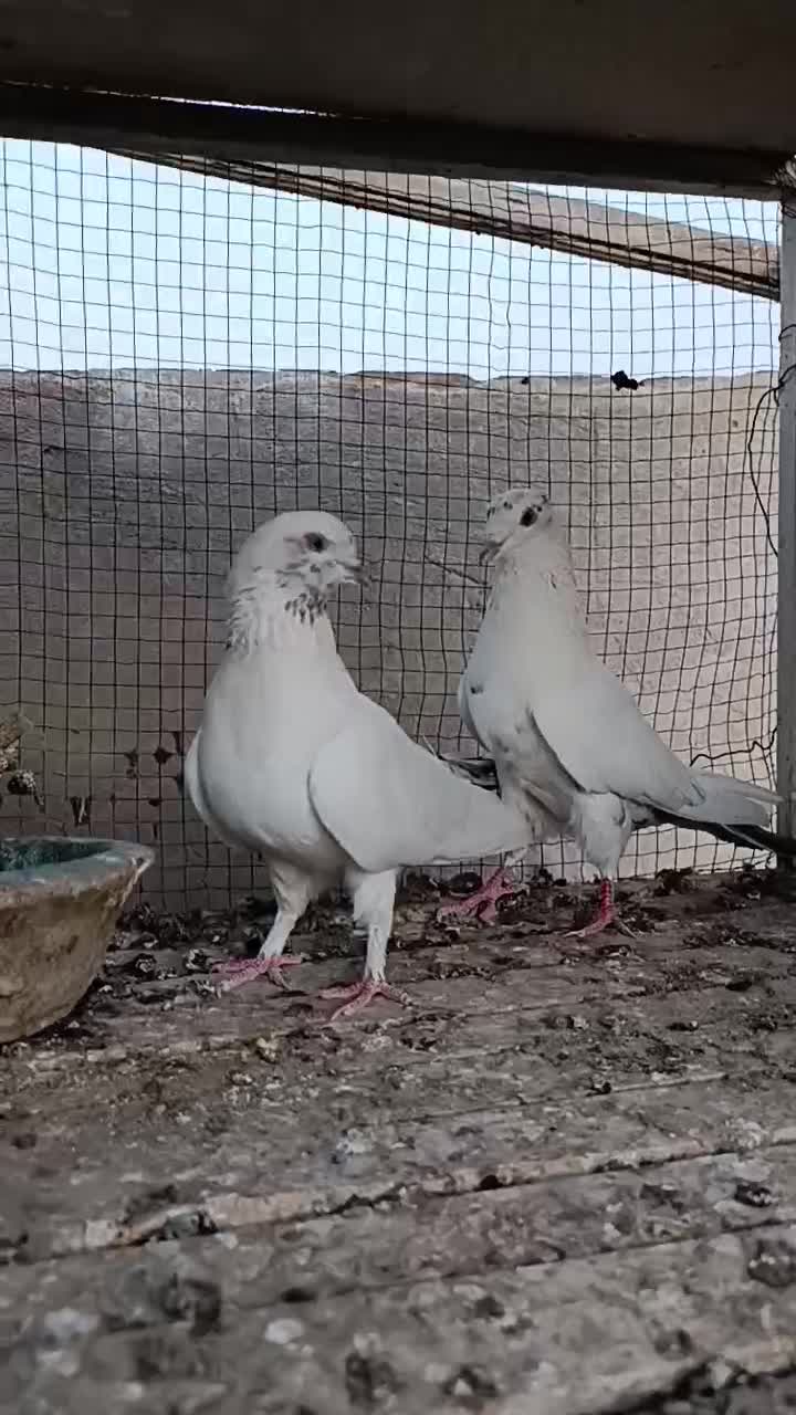 نر و ماده فروشی|پرنده|آران و بیدگل, |دیوار