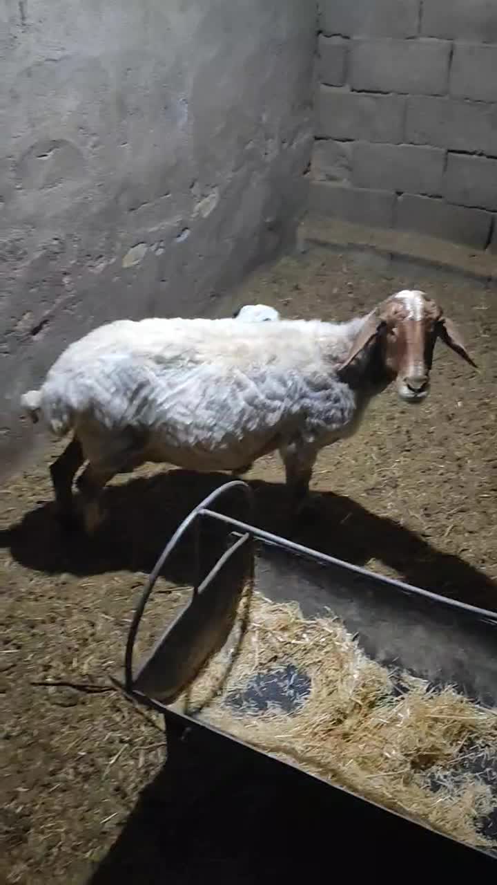 دوتا میش|حیوانات مزرعه|تفت, |دیوار