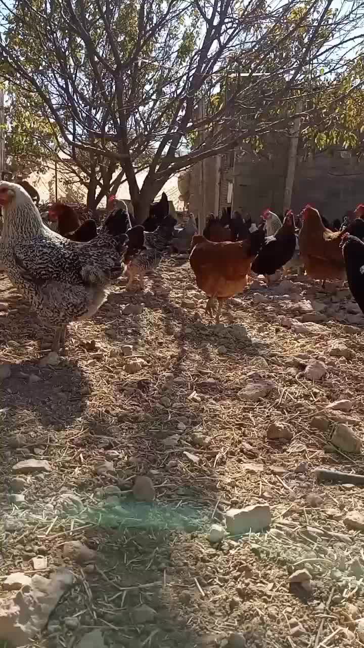فروش تعدادی مرغ تخمگذار درجه۱|حیوانات مزرعه|بوکان, |دیوار