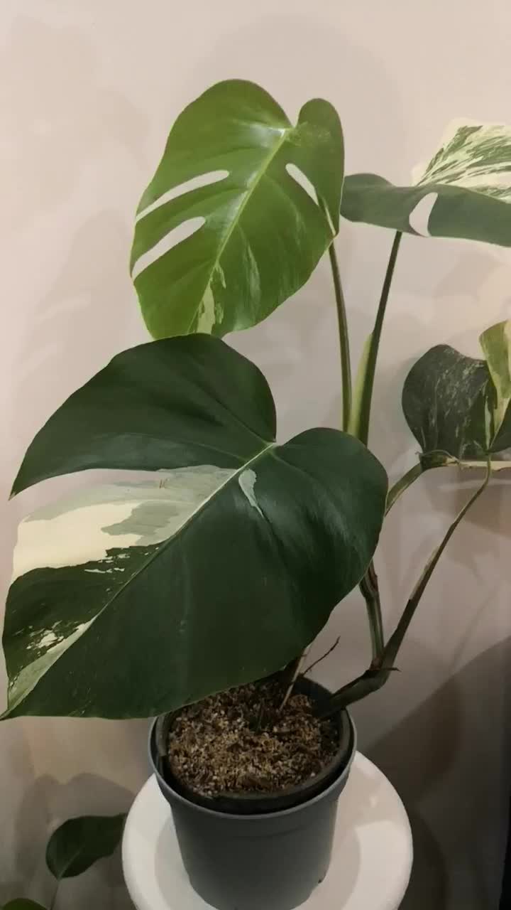 برگ انجیری ابلق، مانسترا ابلق|گل و گیاه طبیعی|قم, انسجام|دیوار