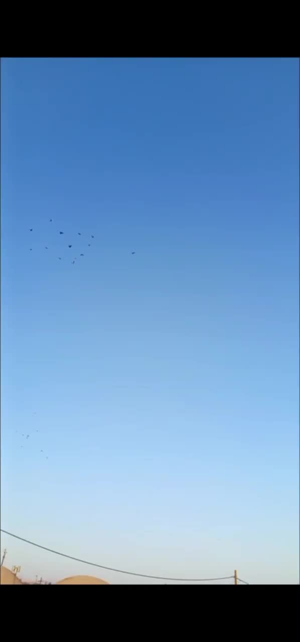 19تا کفتر نر و جوجه نر   همه جوجه خونه|پرنده|گلزار, |دیوار