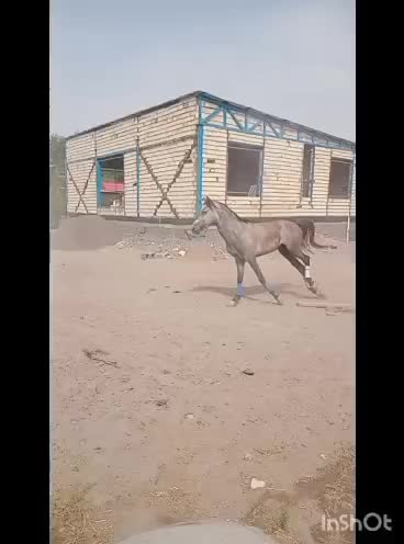 فروش نریان اصیل و استثنایی|اسب و تجهیزات اسبسواری|سیرجان, |دیوار