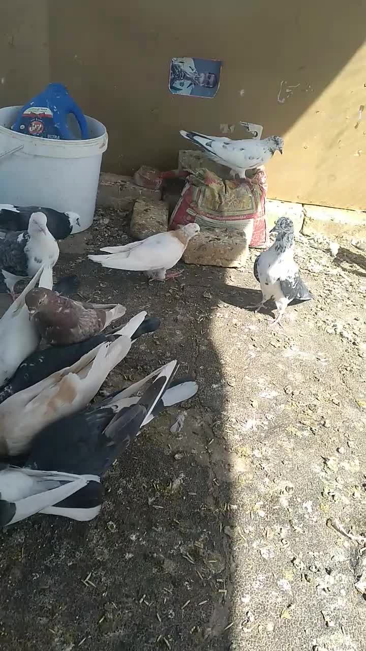 کبوتر پرشی تضمینی|پرنده|اصفهان, گورت|دیوار