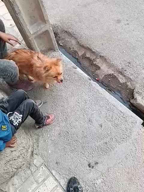 سگ پامرروباهی|سگ|مشهد, قائم|دیوار