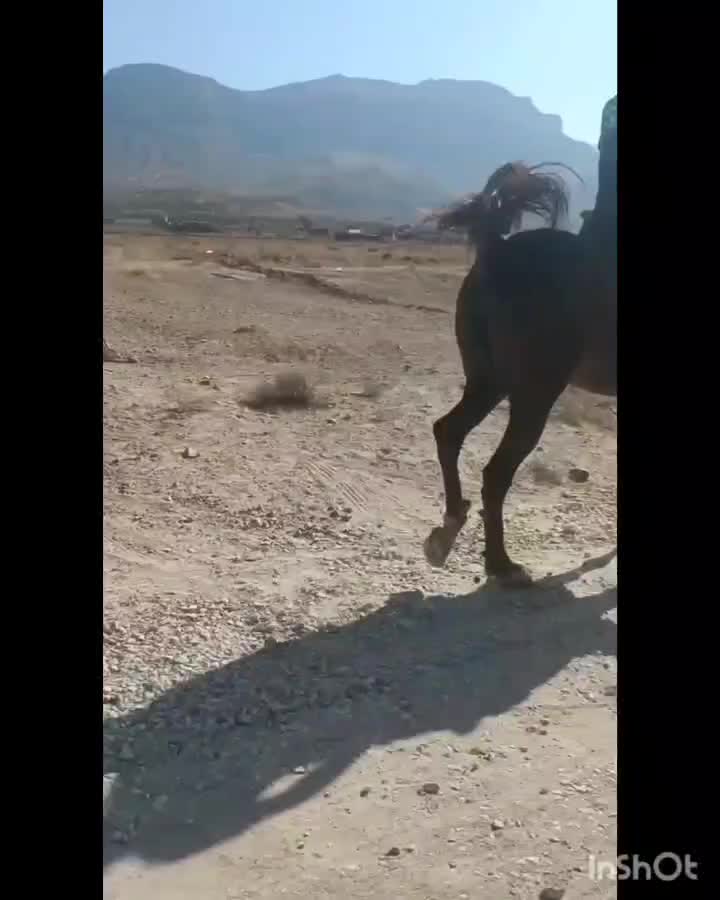 اسب مادیان کرند|اسب و تجهیزات اسب‌سواری|نی‌ریز, |دیوار