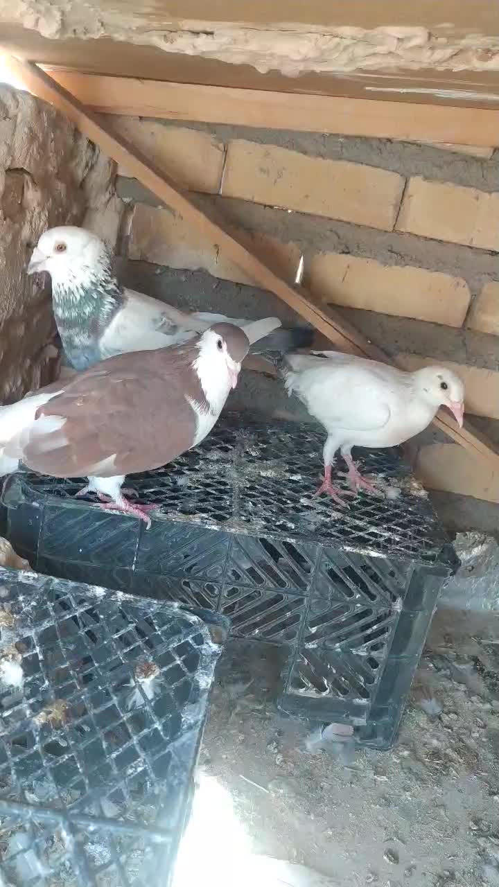 کفتر|پرنده|تایباد, |دیوار