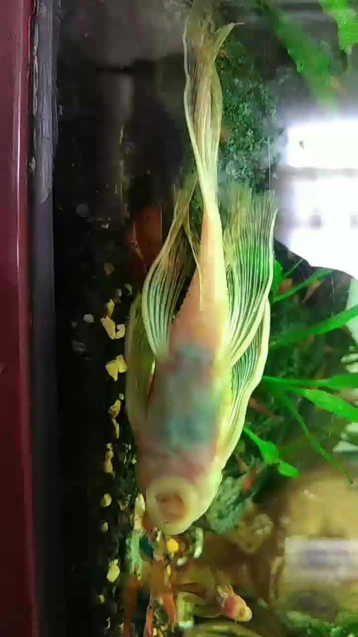 ماهی کت پوز بوته ای|ماهی|مشهد, الهیه|دیوار