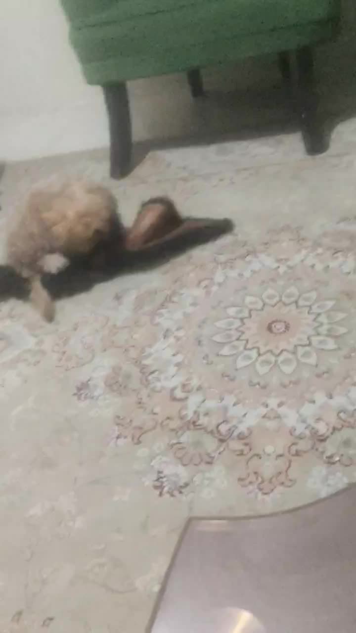 پودل دوماه فقط شش تومان فوری|سگ|اندیشه, اندیشه فاز ۵|دیوار