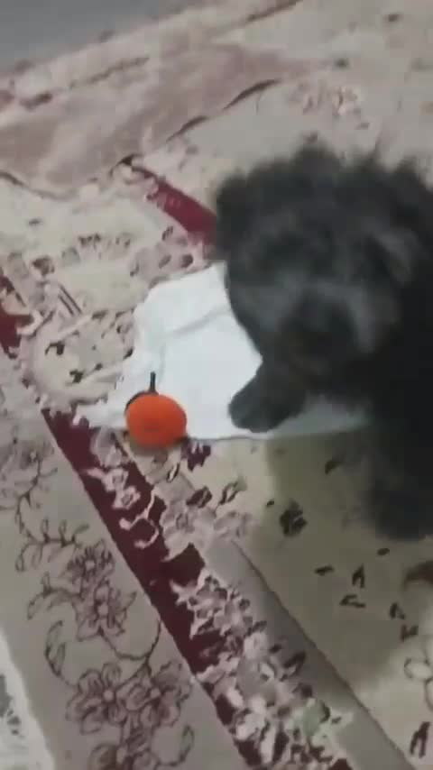 پاپی خوشگل بازی گوش حرف گوش کن ها|سگ|چناران, |دیوار