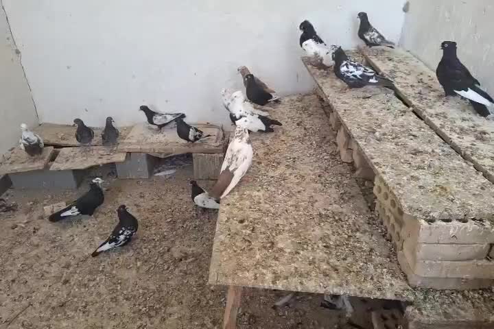 پرنده|پرنده|اهواز, کوی راه کربلا|دیوار