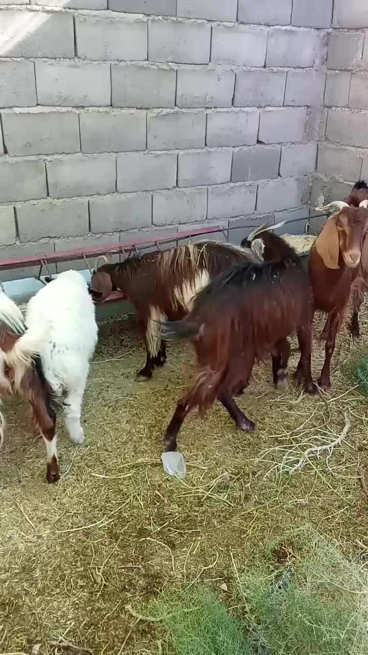 بز دورگ آلپاین|حیوانات مزرعه|بجستان, |دیوار