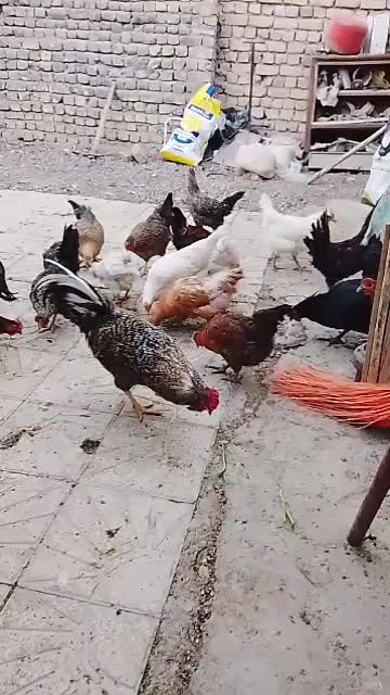 مرغ خروس|حیوانات مزرعه|شاهینشهر, سعدی شمالی|دیوار