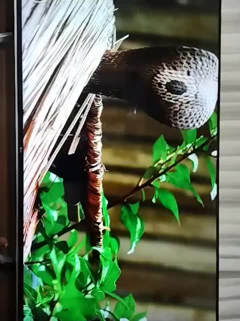 پرچمدار الجی65اینچ کره4Kهوشمند اسمارت|تلویزیون و پروژکتور|گرمدره, |دیوار