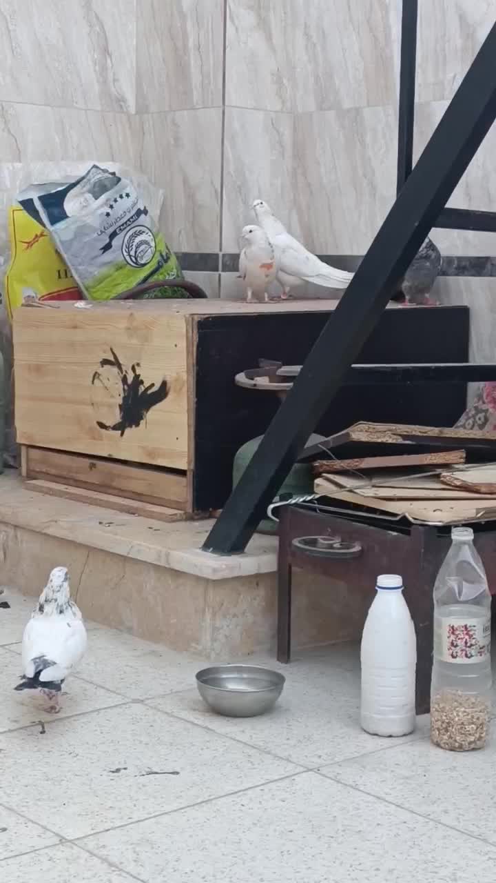 کبوتر پرشی کار درست به شرط|پرنده|نجف‌آباد, یزدانشهر|دیوار