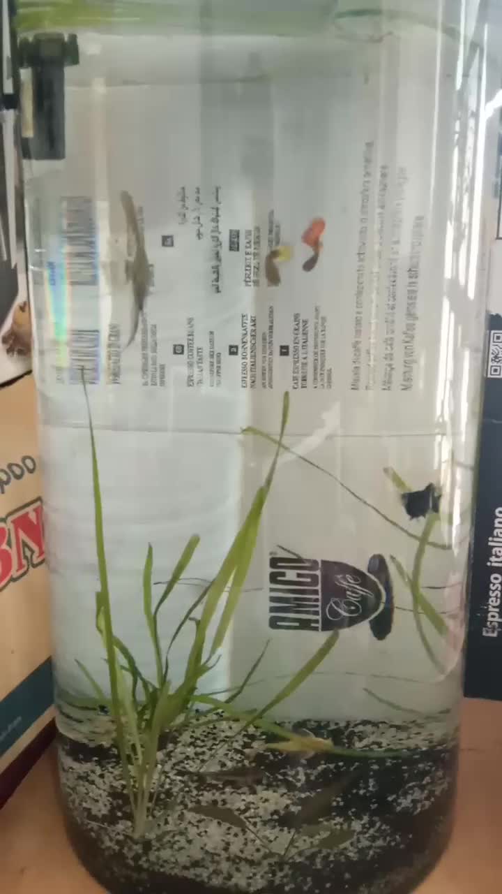 آکواریوم با ماهی|ماهی|شیراز, ریاستی|دیوار