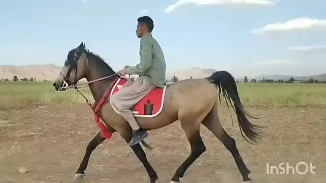 اسب نریون|اسب و تجهیزات اسب‌سواری|شیراز, فرهنگ شهر|دیوار