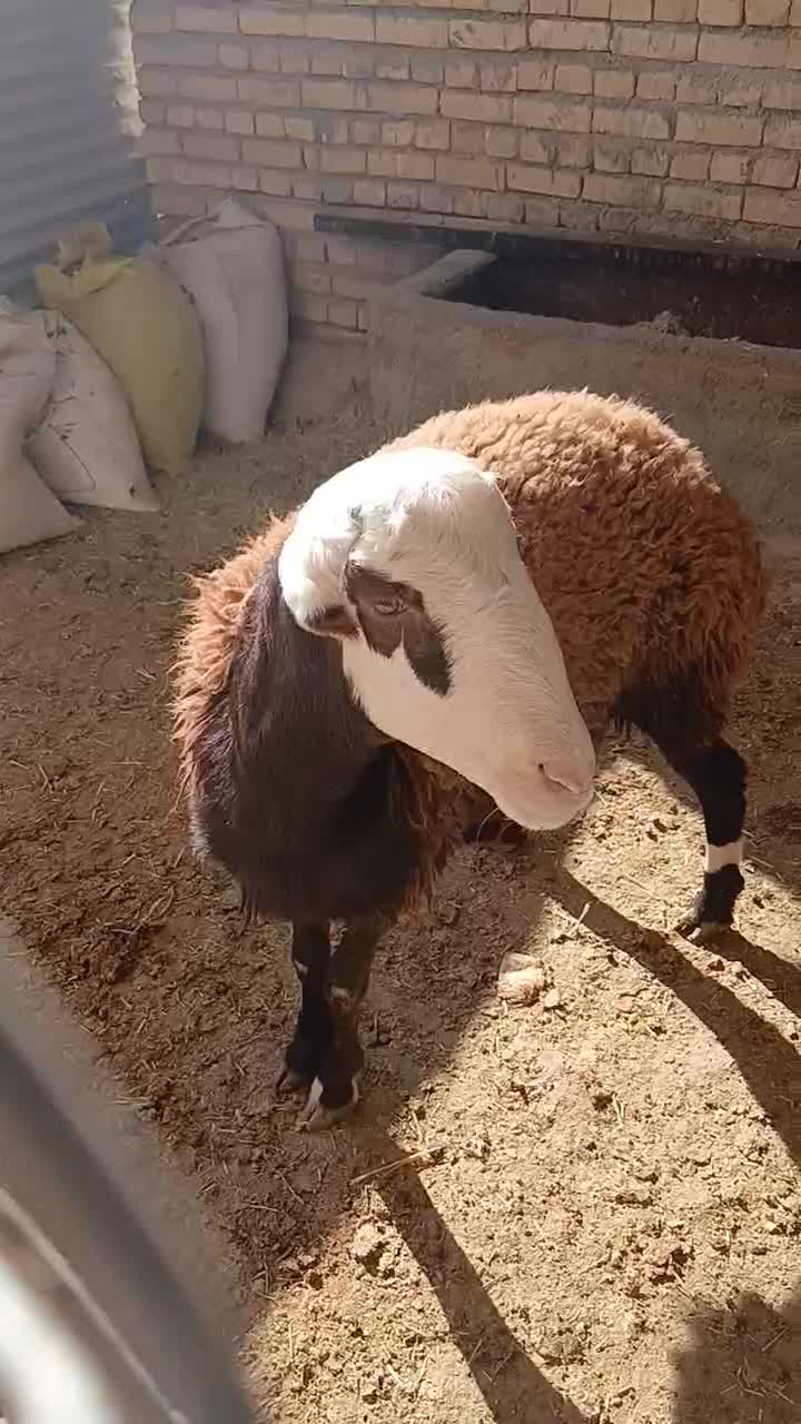 بره قوچ|حیوانات مزرعه|کنگاور, |دیوار