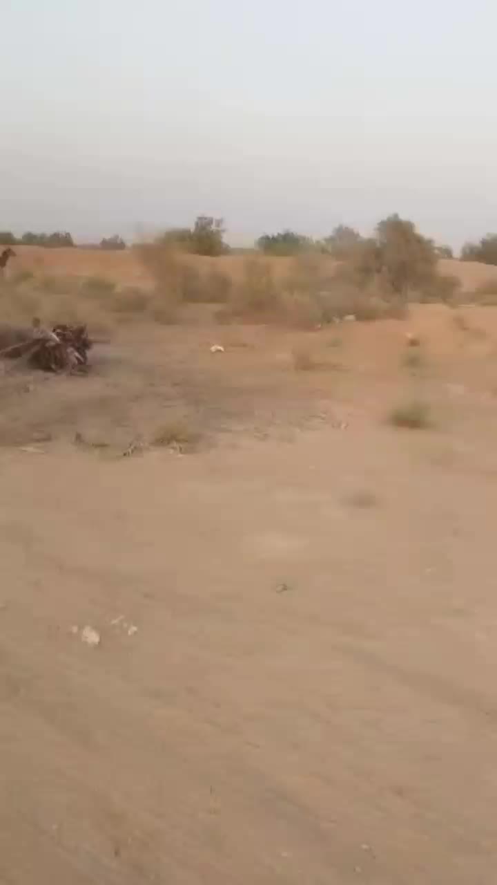 فروش کره نریون عرب خالص با خط خونی کورسی|اسب و تجهیزات اسبسواری|اهواز, دغاغله|دیوار