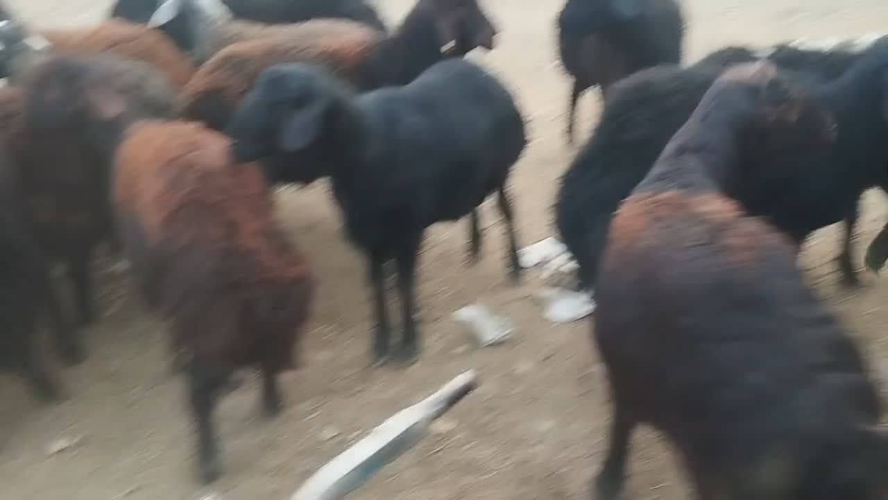 فروش قوچ نژاددار غره فزل لخت|حیوانات مزرعه|نهاوند, |دیوار