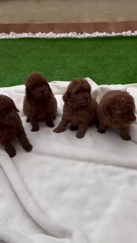 سگ توی پودل سایز ریز دوماهه|سگ|تهران, پونک|دیوار