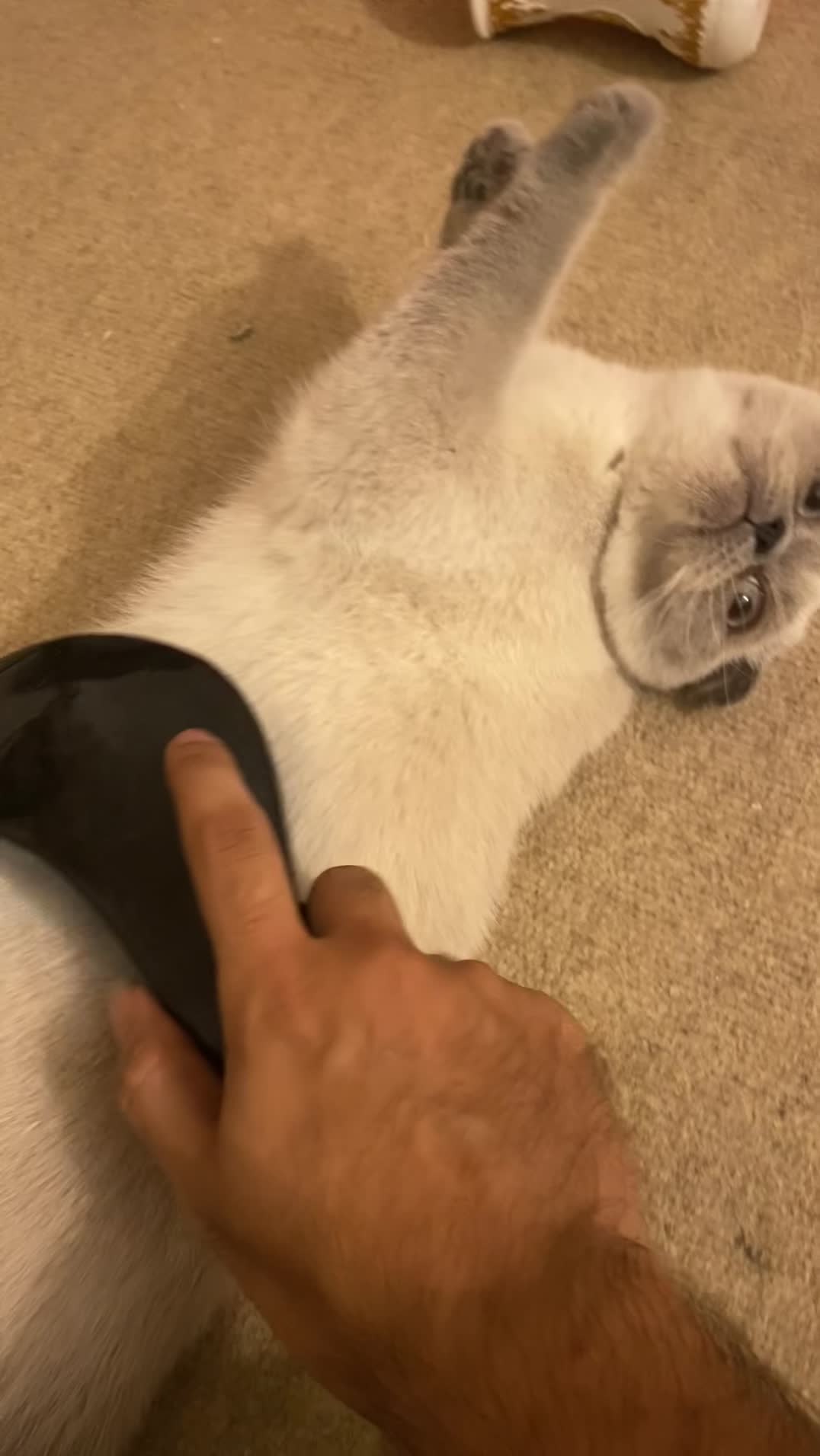 گربه اسکاتیش فولد دو رنگ|گربه|قشم, |دیوار