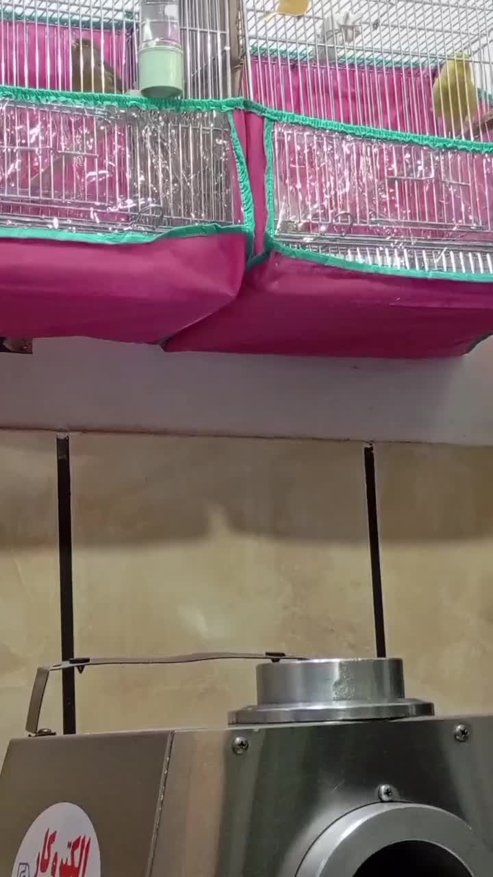 قناری نر مست|پرنده|قیدار, |دیوار