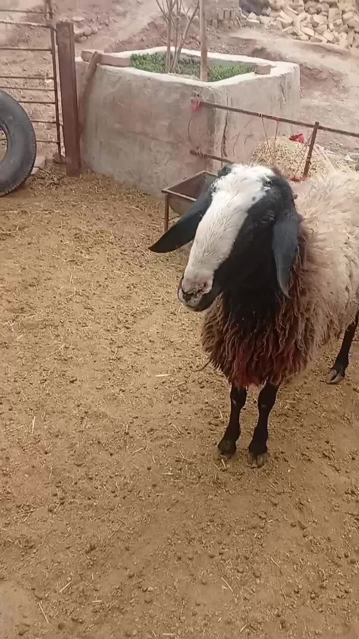 قوچ|حیوانات مزرعه|تهران, فرودگاه مهرآباد|دیوار