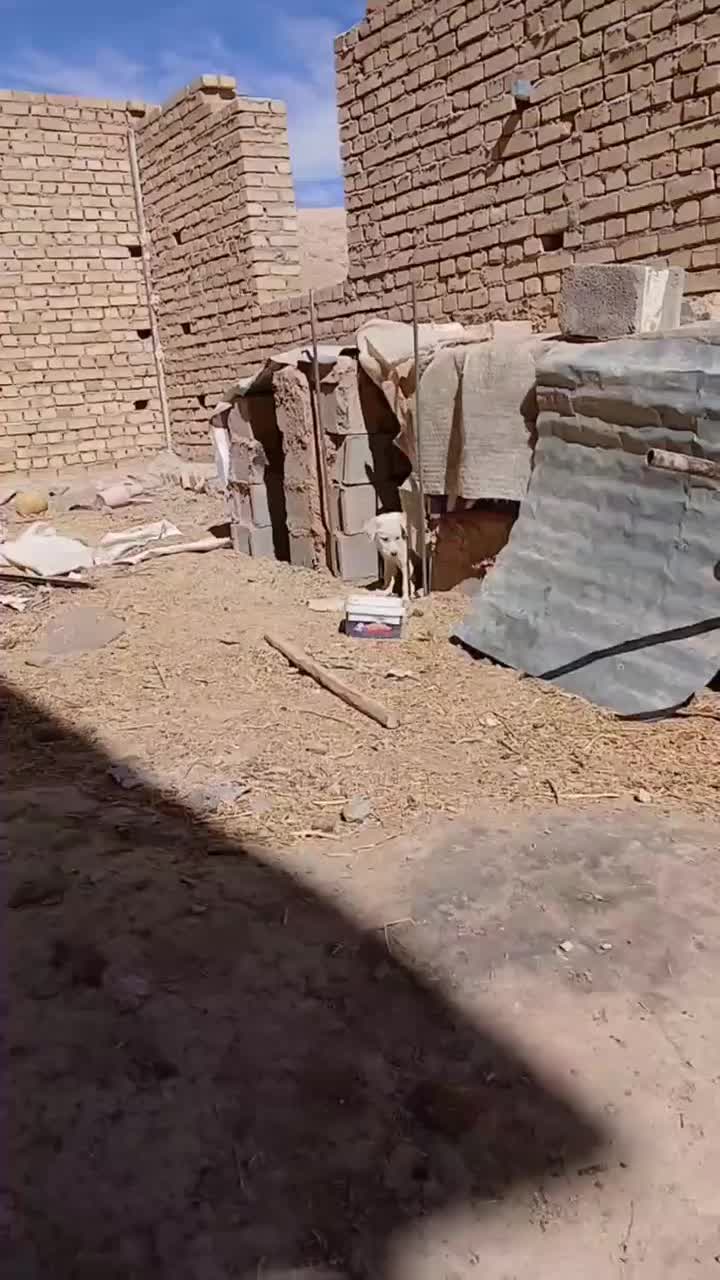 واگذاری دوقلاده سگ|سگ|گل تپه, |دیوار