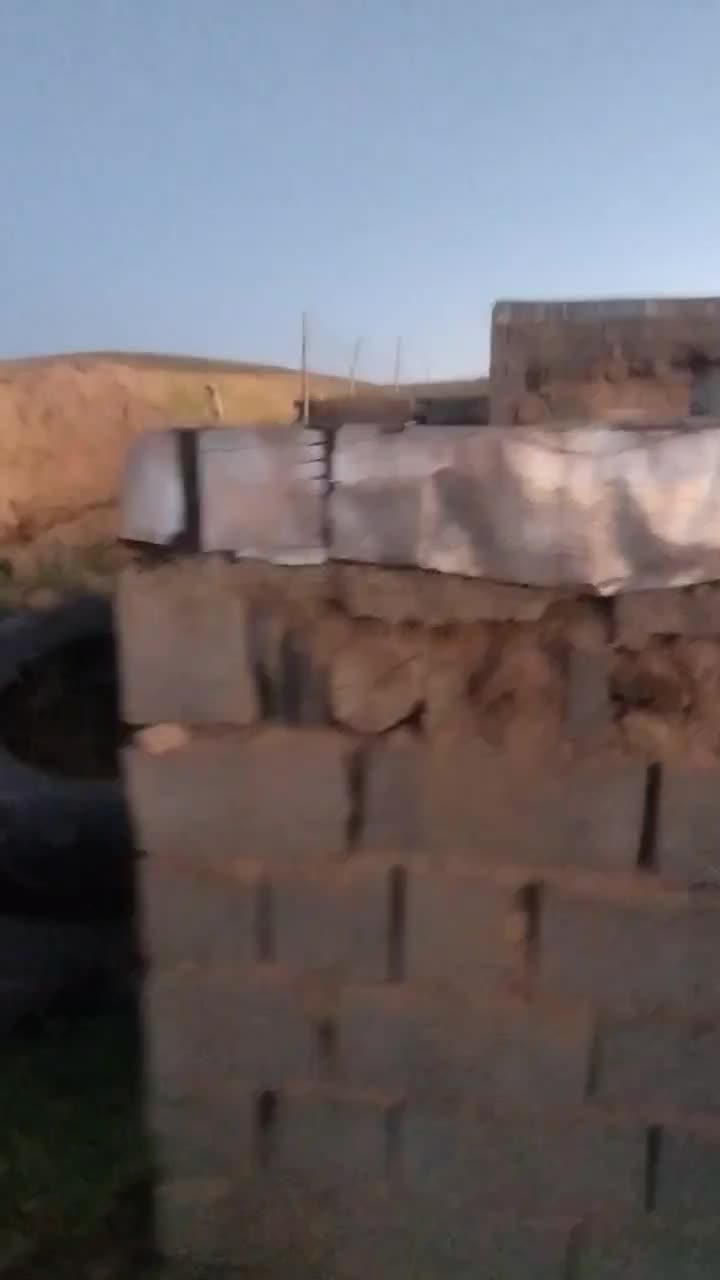 سگ پژدر|سگ|سقز, |دیوار