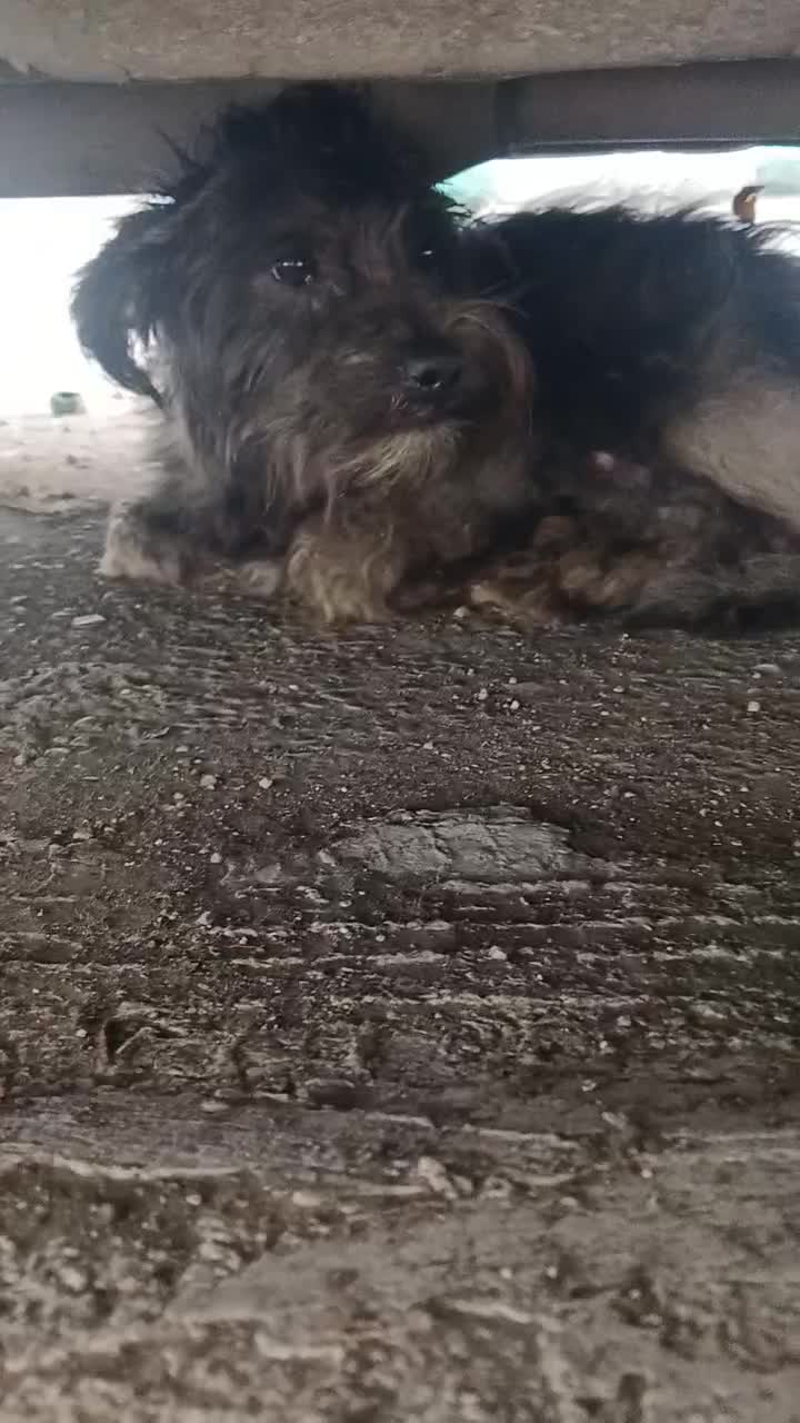 سگ پیدا شده|سگ|رشت, شهریاران|دیوار