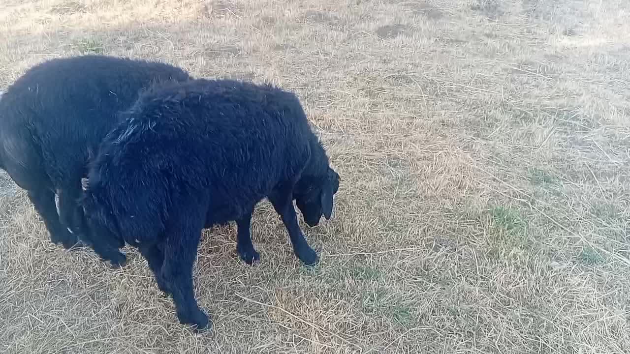 قوچ|حیوانات مزرعه|قره پشتلو, |دیوار