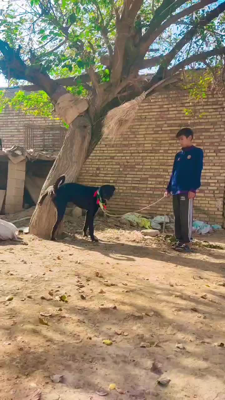 سگ قره سرابی نر گله ای|سگ|طرقبه, |دیوار