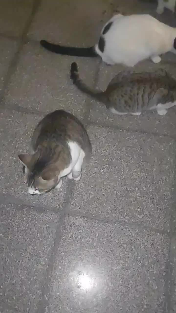 واگذاری گربه|گربه|سنگر, |دیوار