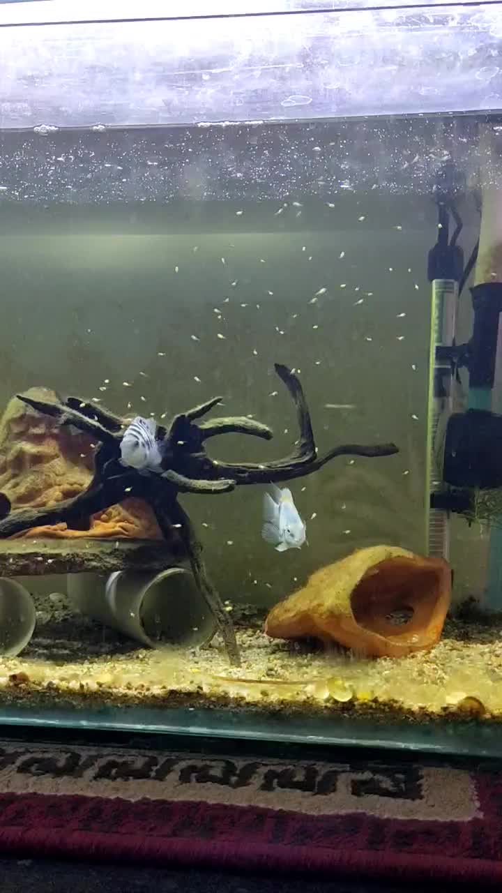 یک جفت ماهی سیچلاید گورخری مولد|ماهی|شوش, |دیوار