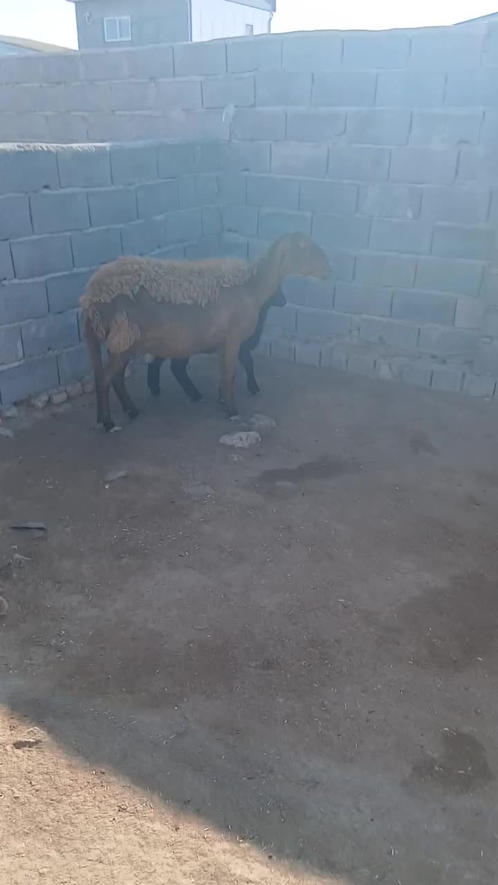 گوسفند بره دار|حیوانات مزرعه|گمیشان, |دیوار