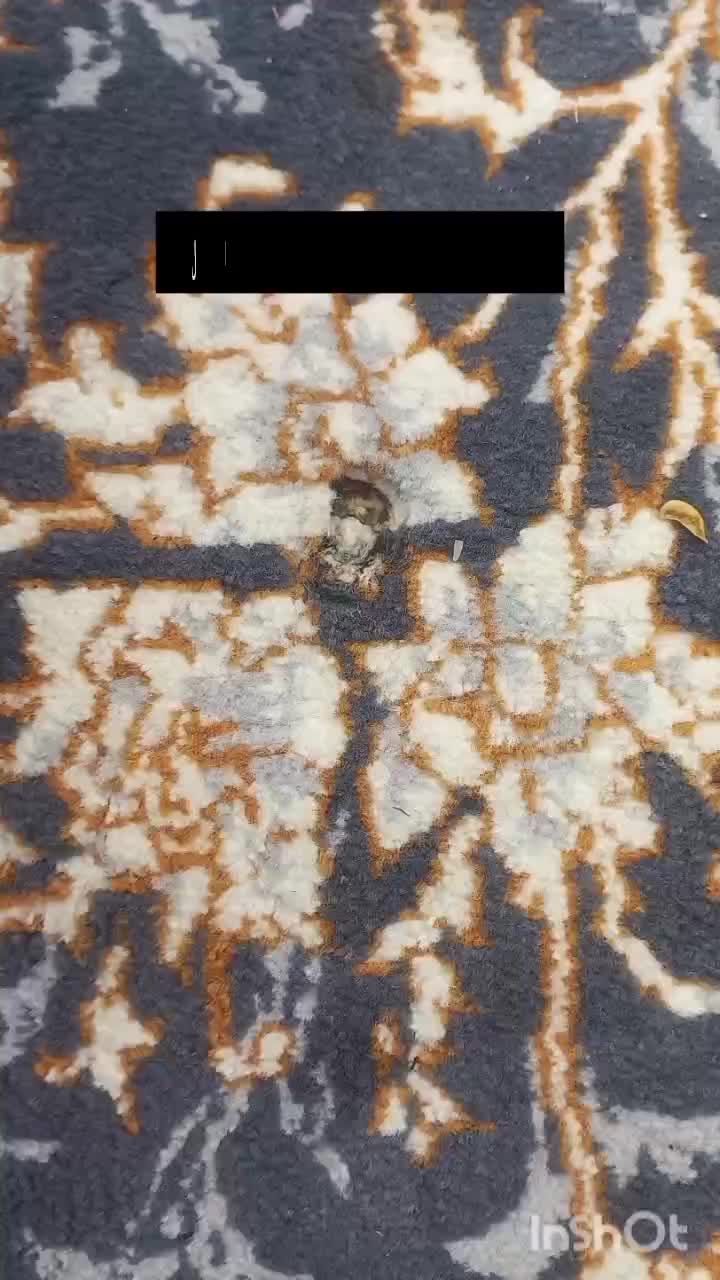 رفوگری و تعمیرات فرش با ضمانت کیفیت|خدمات پیشه و مهارت|رشت, بازار|دیوار