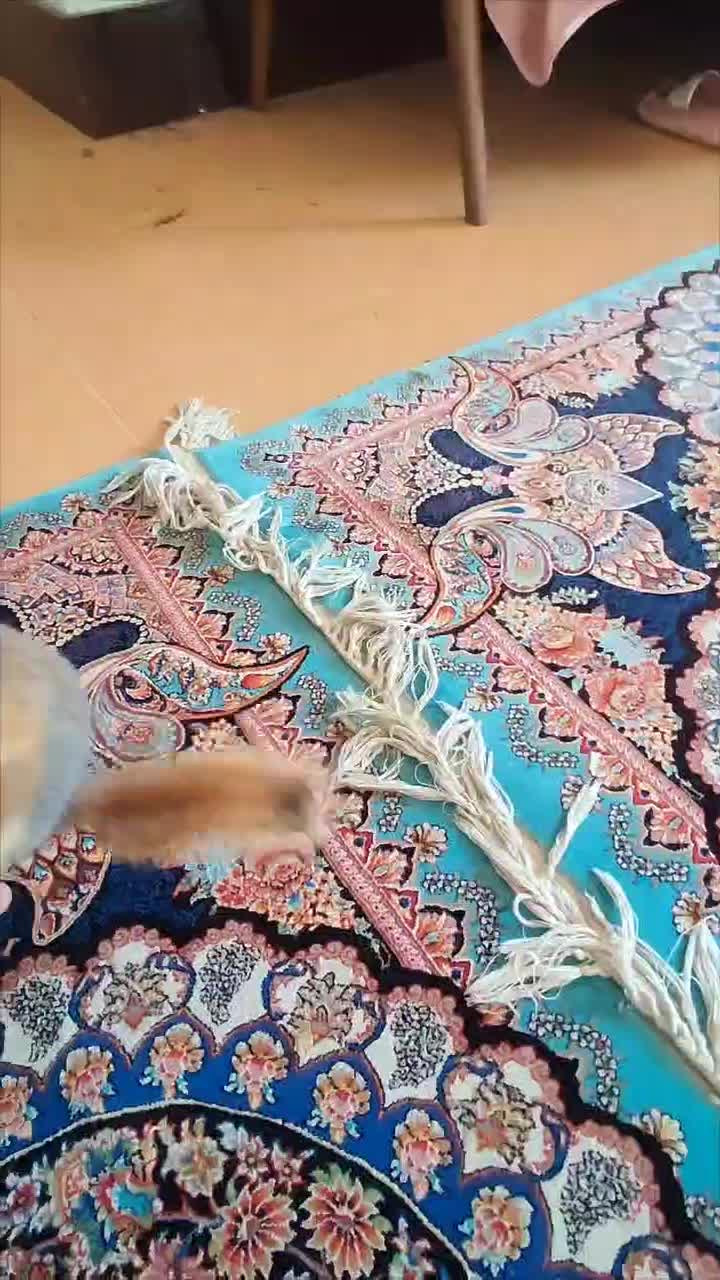 واگذاری حیوان اهلی|موش و خرگوش|گنبد کاووس, |دیوار