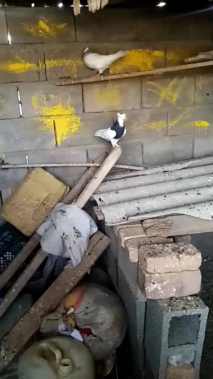 کفتر|پرنده|بمپور, |دیوار